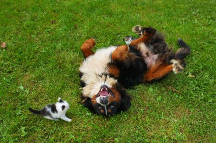 Pets
